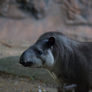 0007__F7A4808_Night_Safari