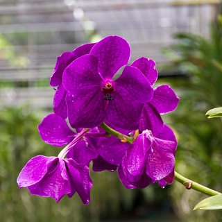 0001__7D_5436_Chiang_Mai