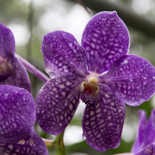 0004__7D_5441_Chiang_Mai