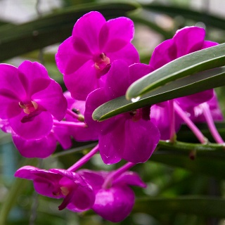 0005__7D_5442_Chiang_Mai