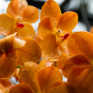 0006__7D_5443_Chiang_Mai