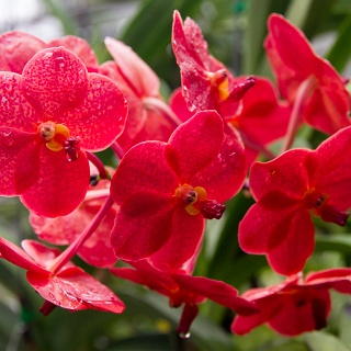 0007__7D_5444_Chiang_Mai