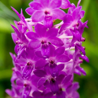 0009__7D_5447_Chiang_Mai