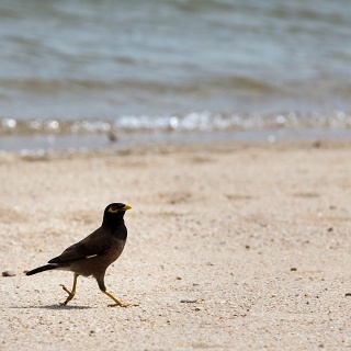 0008__F7A4938_Koh_Samui