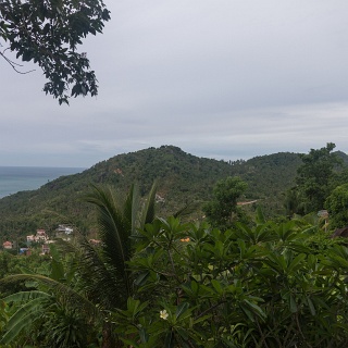 0004__7D_4091_Jungle_Club