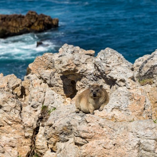 0009-_F7A2575-Garden_Route