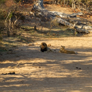 0001-_7D_1366-Kruger_and_Safaris