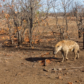 0003-_F7A2951-Kruger_and_Safaris