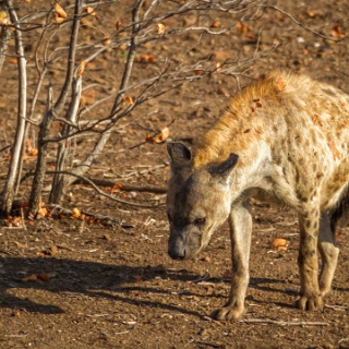 0004-_7D_1373-Modifier-Modifier-Kruger_and_Safaris