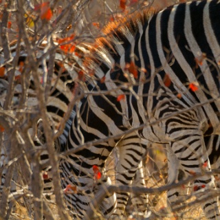 0005-_7D_1386-Kruger_and_Safaris