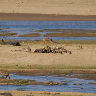 0006-_7D_1391-Kruger_and_Safaris