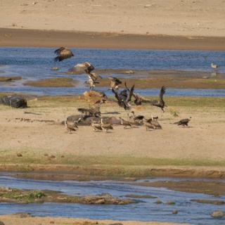 0007-_7D_1398-Kruger_and_Safaris