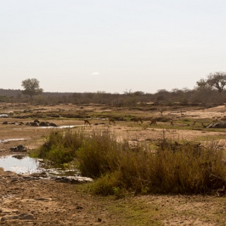0009-_F7A2969-Kruger_and_Safaris