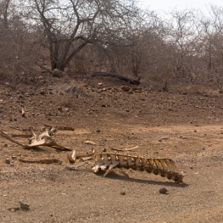 0010-_F7A2973-Kruger_and_Safaris