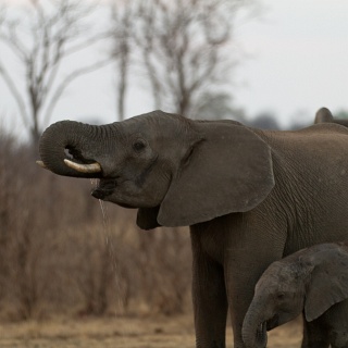 0008_IMG_4935_Matetsi