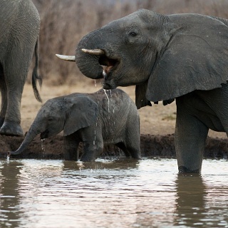 0010_IMG_4948_Matetsi