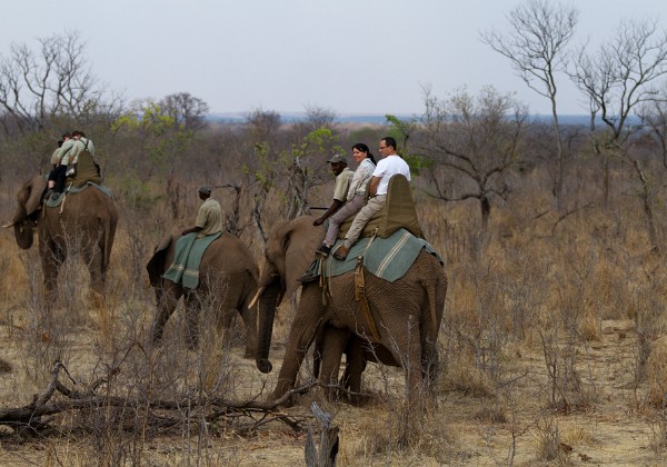 4. Elephant's back safari