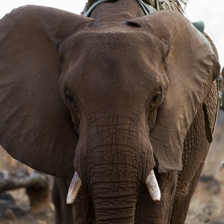 0408_IMG_5908_Botswana
