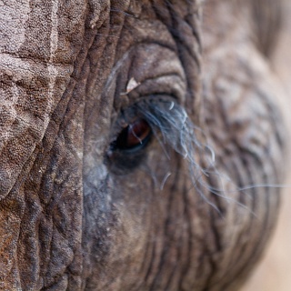 0410_IMG_5920_Botswana
