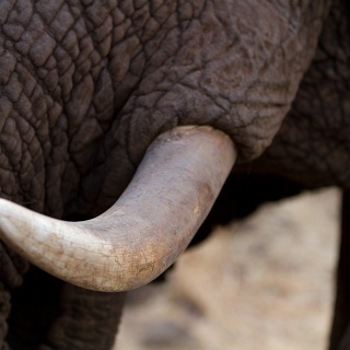 0411_IMG_5926_Botswana