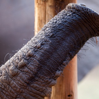 0414_IMG_5937_Botswana