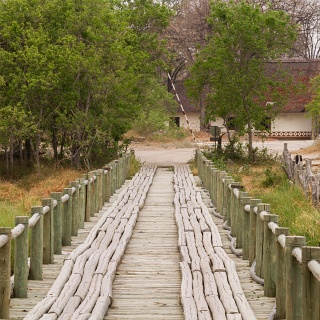 0002_IMG_6379_Botswana_Moremi