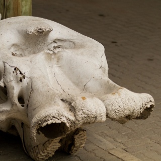 0003_IMG_6383_Botswana_Moremi