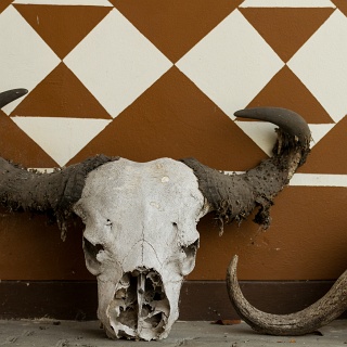 0005_IMG_6387_Botswana_Moremi