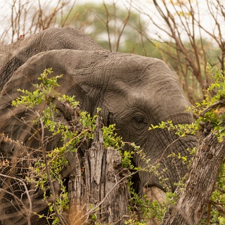 0006_IMG_6391_Botswana_Moremi