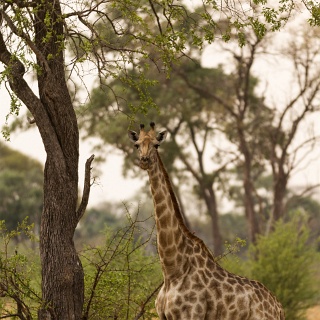 0007_IMG_6393_Botswana_Moremi
