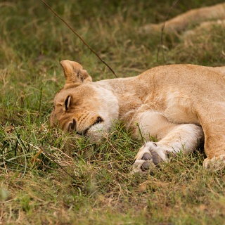 0008_IMG_6403_Botswana_Moremi