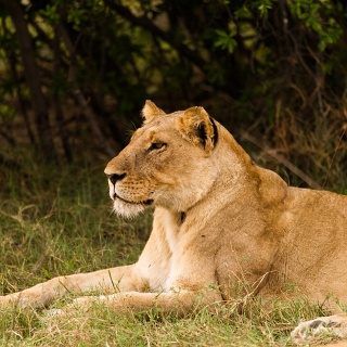 0009_IMG_6408_Botswana_Moremi