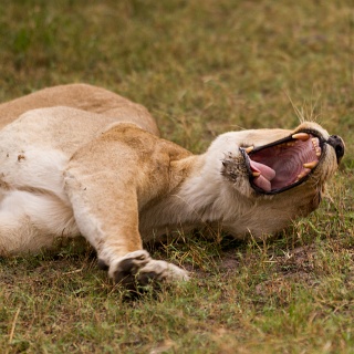 0010_IMG_6426_Botswana_Moremi