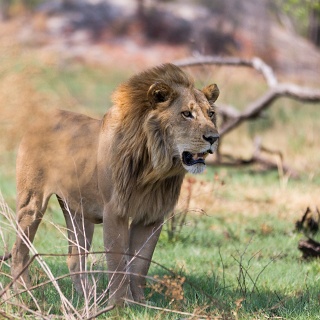 0010_IMG_7480_Botswana_Nxabega