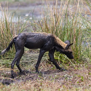 0002_IMG_8209_Botswana_Sandibe