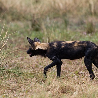0003_IMG_8210_Botswana_Sandibe