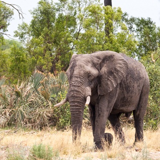 0004_IMG_8212_Botswana_Sandibe