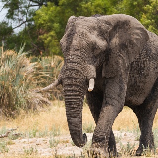 0005_IMG_8214_Botswana_Sandibe