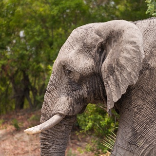 0006_IMG_8216_Botswana_Sandibe