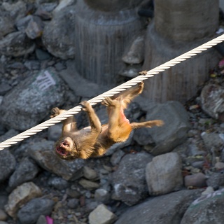 0009_IMG_1757_Rishikesh