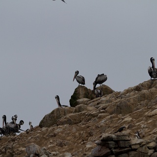 0010_IMG_8723_Perou