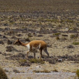 0009_IMG_9379_Perou