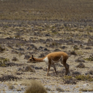 0010_IMG_9380_Perou